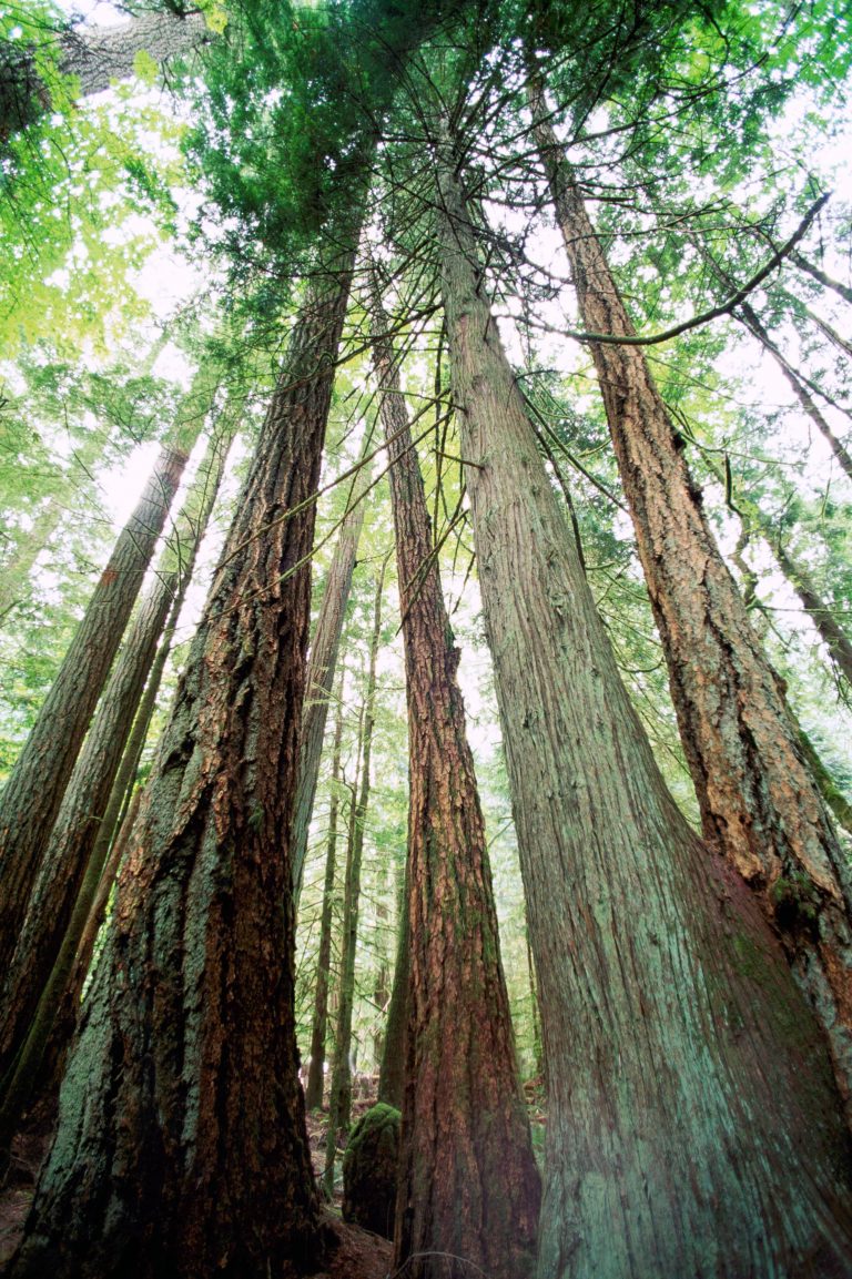 Western Red Cedar Trees and Douglas Fir Trees on the West Coast of