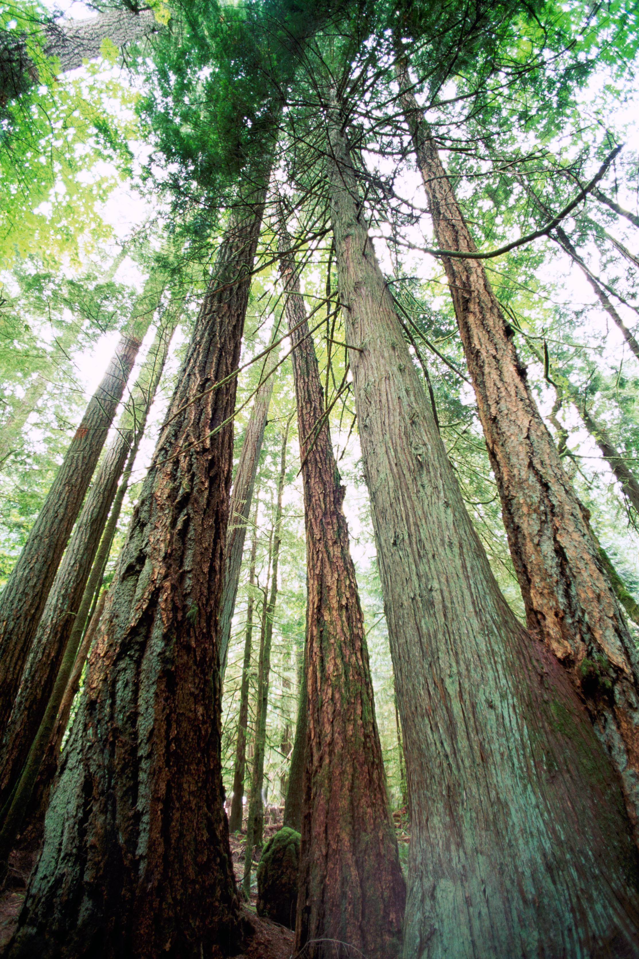 Western Red Cedar Trees and Douglas Fir Trees on the West Coast of