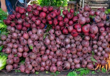 Lille Østergaard Økologi