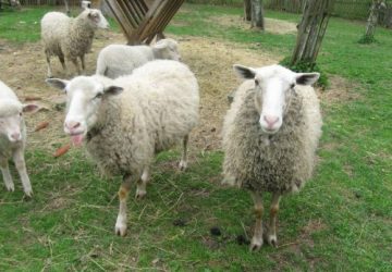 Jernløsegårdens øko-lam øko-lam