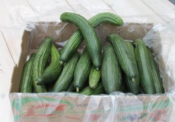 Gartneriet Lykkesholm