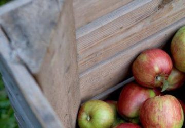 Sottruptræer Frugtplantage