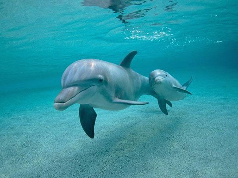delfiner hviner