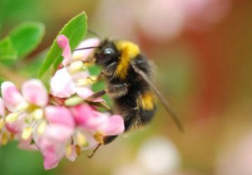 økologiske biavlere