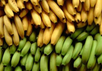 økologisk banan