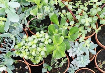 Det Økologiske Gartneri