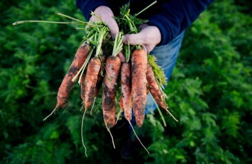 Produktionsskole Hanstedholm-ecolove.dk