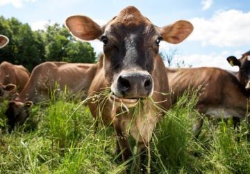 Trunderup Dongsgaard