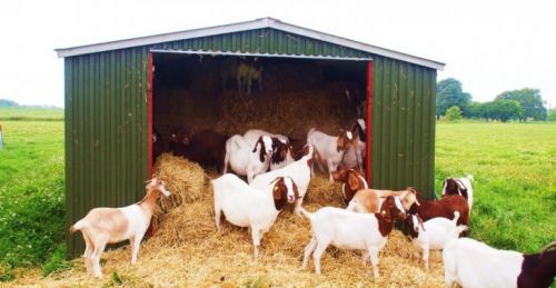 Hjortsvang Øko Ged og Lam