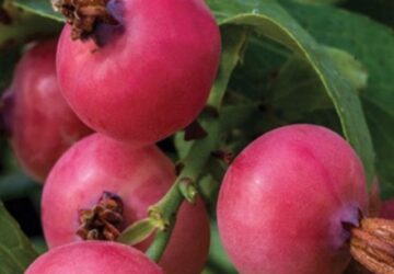 Dansk Hjemmeproduktion