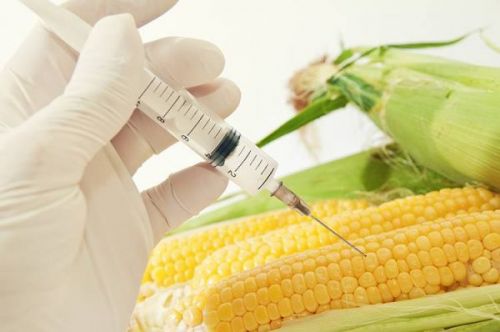 Undgå GMO