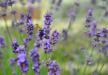 Lavendler