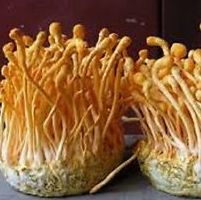 Cordyceps