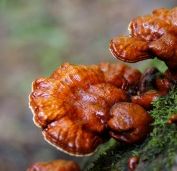 Reishi svamp