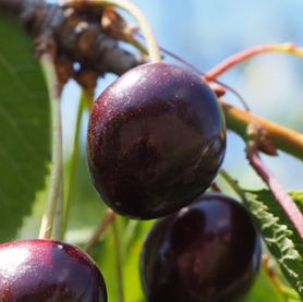 Sort kirsebær