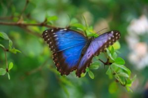 Blue Morpho sommerfugl -ecolove