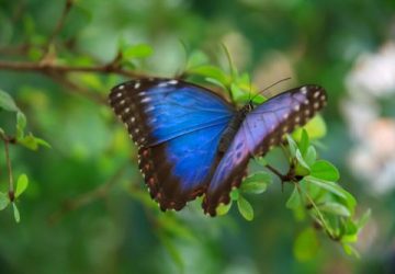 Blue Morpho sommerfugl -ecolove