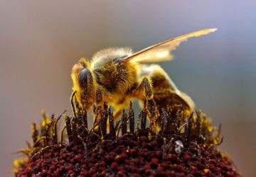 bier der bestøver