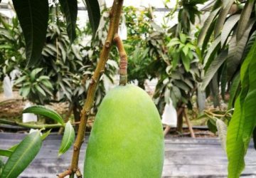 Nanopartikler fra mango hjælper med at bekæmpe olieforurening