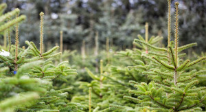 Hemgårdens økologiske juletræer