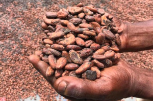 Chokolade: 2019 køberguide til bæredygtig chokolade