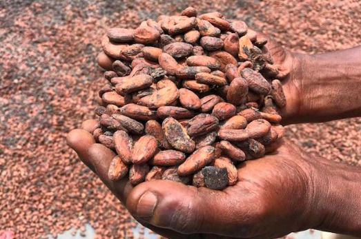 Chokolade: 2019 køberguide til bæredygtig chokolade