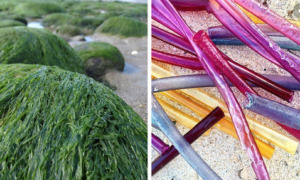 Tang sugerør - kvit plast sugerørene