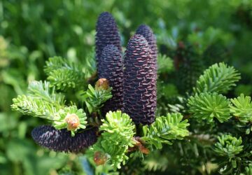 ØKOLOGISKE JULETRÆER