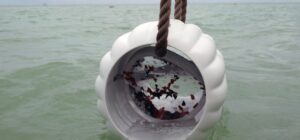 Mikroplast fjernes fra havet!