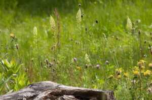 Biodiversitet i haven