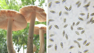 svamp der spiser plastik