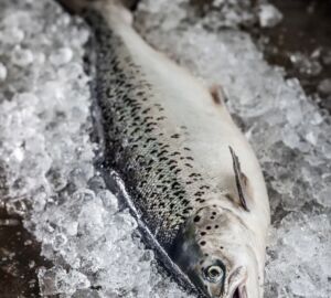 Dansk bæredygtig laks